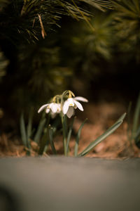 Close-up of white flowering plant