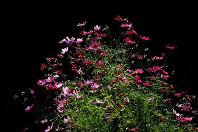 Close up of pink flowers