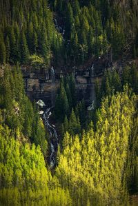 Scenic view of forest