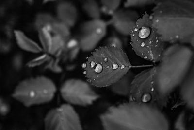 Close up of leaf