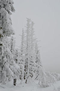 Pine trees on snow covered land against sky