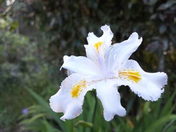 Close-up of flower