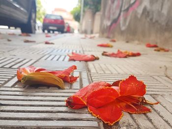 Close-up of autumn leaves on table