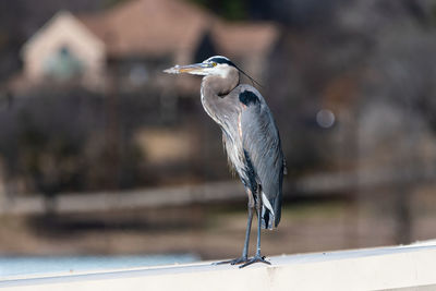 Close-up of gray heron perching