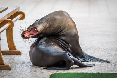 Seal with mouth open on footpath