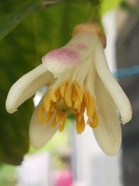 Close-up of yellow flowering plant