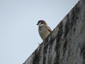 Low angle view of bird perching on wood against sky