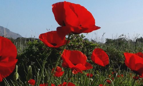 Close-up of red poppy flowers blooming on field against sky