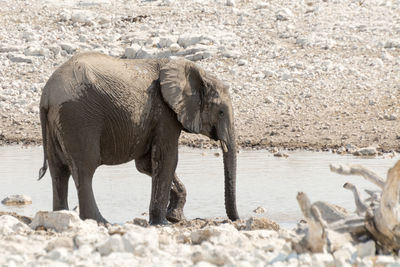 View of elephant at watering hole