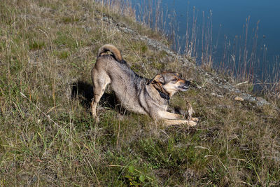 Side view of dog on field