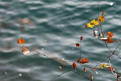 High angle view of autumn plant against lake