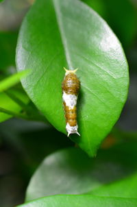 Close-up of insect on leaf