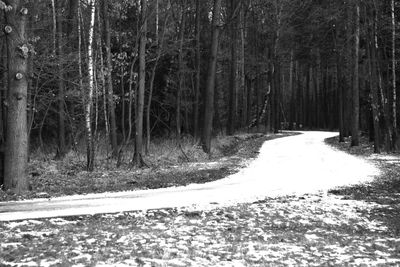 Road amidst trees in forest during winter