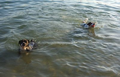 High angle view of men swimming in water