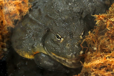 High angle view of fish swimming in sea