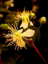 Close-up of flowers blooming at night