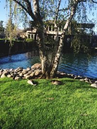 Swan on lake by trees