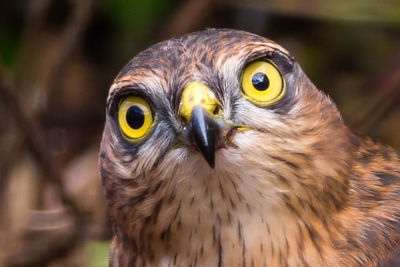 Close-up portrait of owl