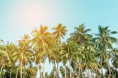 Low angle view of coconut palm trees against clear sky