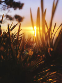 Close-up of plants growing on field against sky during sunset