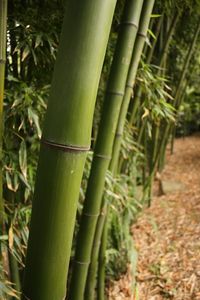 Close-up of bamboo plant