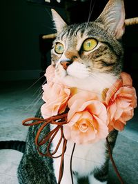 Cat with rose garland at home