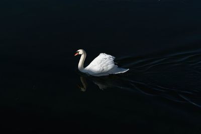 Swan swimming in lake