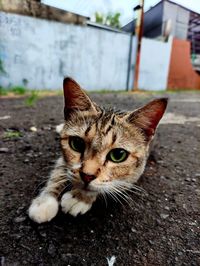 Close-up portrait of cute cat