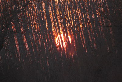 Full frame shot of trees at sunset