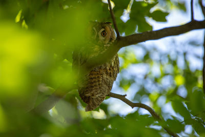 Close-up of a bird on branch