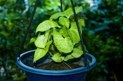 Close up of neon money plant hanging in a plastic pot with dark background in the garden. 