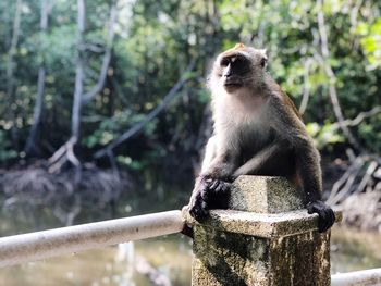 View of monkey on branch