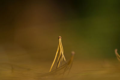 Close-up of plant against blurred background