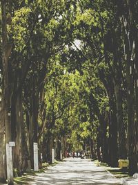 Narrow pathway along trees