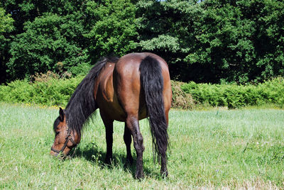 Horse grazing on field