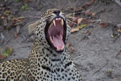 Close-up of cat yawning