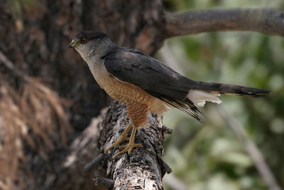 Close-up of bird perching on branch