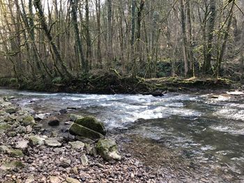 Stream flowing in forest