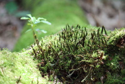 Close-up of plants growing on field