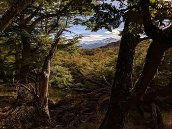 Trees in forest against sky