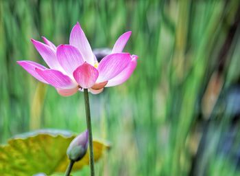 Close-up of pink water lily