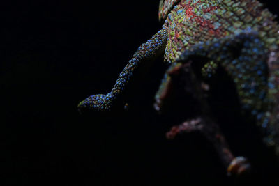 Close-up of turtle against black background