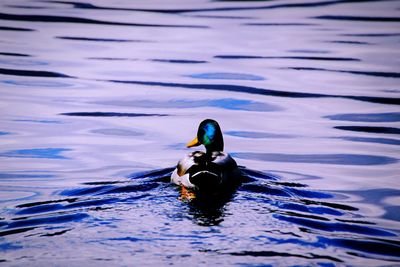 Close-up of duck swimming in lake