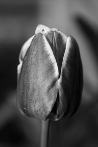 black and white