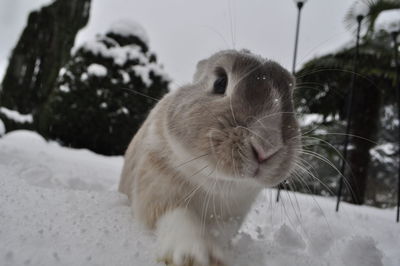 Close-up of rabbit on snow covered field