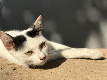 Close-up of a cat looking away