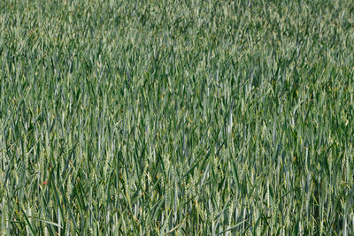 Full frame shot of crops on field