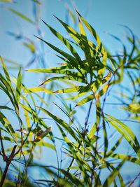 Low angle view of plant against clear blue sky