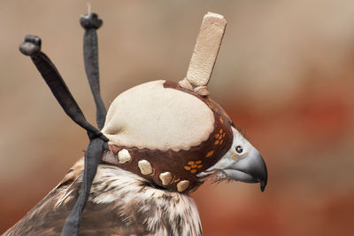 Close-up of a falcon wearing leather hood