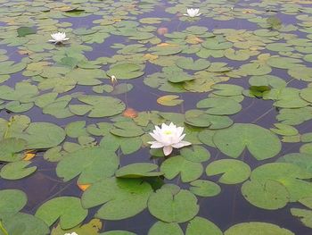 High angle view of lotus water lily in lake